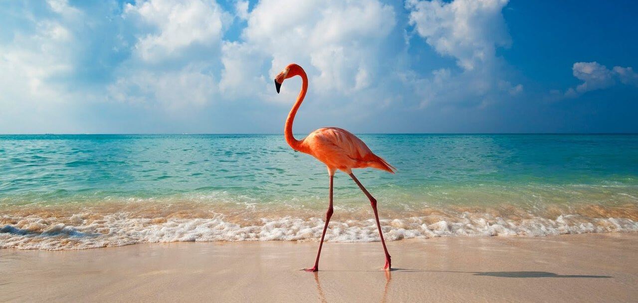 медовый месяц, Доминикана, отдых на двоих, пляж, белый песок, киты, фламинго, лазурная вода